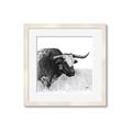 Picture of Sketched Horned Cow _GroupedProduct_Square_Framed_Matted_