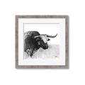 Picture of Sketched Horned Cow _GroupedProduct_Square_Framed_Matted_