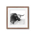 Picture of Sketched Horned Cow _GroupedProduct_Square_Framed_Matted_