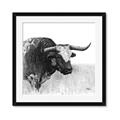 Picture of Sketched Horned Cow _GroupedProduct_Square_Framed_Matted_