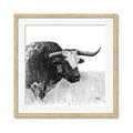 Picture of Sketched Horned Cow _GroupedProduct_Square_Framed_Matted_