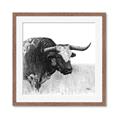 Picture of Sketched Horned Cow _GroupedProduct_Square_Framed_Matted_