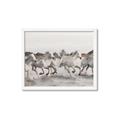 Picture of Horses Running in Water _GroupedProduct_Rectangle_Landscape_Photography _GroupedProduct_Rectangle_Landscape_Framed_Matted_