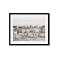 Picture of Horses Running in Water _GroupedProduct_Rectangle_Landscape_Photography _GroupedProduct_Rectangle_Landscape_Framed_Matted_
