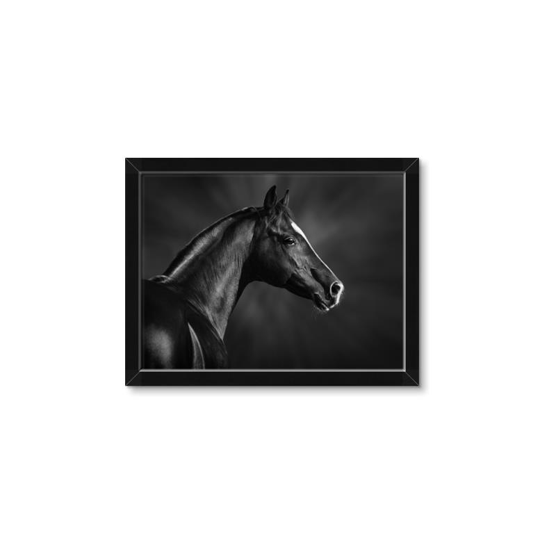 Picture of Black Beauty _GroupedProduct_Rectangle_Landscape_Photography _GroupedProduct_Rectangle_Landscape_Framed_Matted_