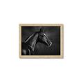 Picture of Black Beauty _GroupedProduct_Rectangle_Landscape_Photography _GroupedProduct_Rectangle_Landscape_Framed_Matted_