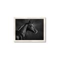 Picture of Black Beauty _GroupedProduct_Rectangle_Landscape_Photography _GroupedProduct_Rectangle_Landscape_Framed_Matted_