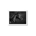 Picture of Black Beauty _GroupedProduct_Rectangle_Landscape_Photography _GroupedProduct_Rectangle_Landscape_Framed_Matted_