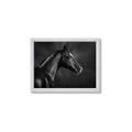 Picture of Black Beauty _GroupedProduct_Rectangle_Landscape_Photography _GroupedProduct_Rectangle_Landscape_Framed_Matted_