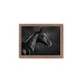 Picture of Black Beauty _GroupedProduct_Rectangle_Landscape_Photography _GroupedProduct_Rectangle_Landscape_Framed_Matted_