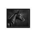 Picture of Black Beauty _GroupedProduct_Rectangle_Landscape_Photography _GroupedProduct_Rectangle_Landscape_Framed_Matted_