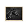 Picture of Black Beauty _GroupedProduct_Rectangle_Landscape_Photography _GroupedProduct_Rectangle_Landscape_Framed_Matted_