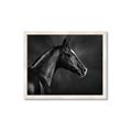 Picture of Black Beauty _GroupedProduct_Rectangle_Landscape_Photography _GroupedProduct_Rectangle_Landscape_Framed_Matted_