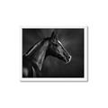 Picture of Black Beauty _GroupedProduct_Rectangle_Landscape_Photography _GroupedProduct_Rectangle_Landscape_Framed_Matted_