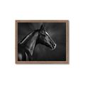 Picture of Black Beauty _GroupedProduct_Rectangle_Landscape_Photography _GroupedProduct_Rectangle_Landscape_Framed_Matted_