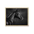 Picture of Black Beauty _GroupedProduct_Rectangle_Landscape_Photography _GroupedProduct_Rectangle_Landscape_Framed_Matted_