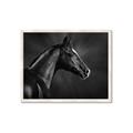 Picture of Black Beauty _GroupedProduct_Rectangle_Landscape_Photography _GroupedProduct_Rectangle_Landscape_Framed_Matted_