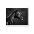 Picture of Black Beauty _GroupedProduct_Rectangle_Landscape_Photography _GroupedProduct_Rectangle_Landscape_Framed_Matted_