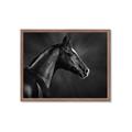 Picture of Black Beauty _GroupedProduct_Rectangle_Landscape_Photography _GroupedProduct_Rectangle_Landscape_Framed_Matted_