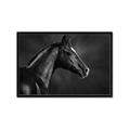 Picture of Black Beauty _GroupedProduct_Rectangle_Landscape_Photography _GroupedProduct_Rectangle_Landscape_Framed_Matted_