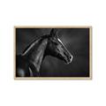 Picture of Black Beauty _GroupedProduct_Rectangle_Landscape_Photography _GroupedProduct_Rectangle_Landscape_Framed_Matted_