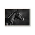 Picture of Black Beauty _GroupedProduct_Rectangle_Landscape_Photography _GroupedProduct_Rectangle_Landscape_Framed_Matted_