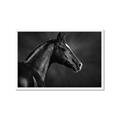 Picture of Black Beauty _GroupedProduct_Rectangle_Landscape_Photography _GroupedProduct_Rectangle_Landscape_Framed_Matted_