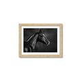 Picture of Black Beauty _GroupedProduct_Rectangle_Landscape_Photography _GroupedProduct_Rectangle_Landscape_Framed_Matted_