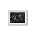 Picture of Black Beauty _GroupedProduct_Rectangle_Landscape_Photography _GroupedProduct_Rectangle_Landscape_Framed_Matted_