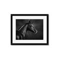 Picture of Black Beauty _GroupedProduct_Rectangle_Landscape_Photography _GroupedProduct_Rectangle_Landscape_Framed_Matted_