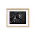 Picture of Black Beauty _GroupedProduct_Rectangle_Landscape_Photography _GroupedProduct_Rectangle_Landscape_Framed_Matted_