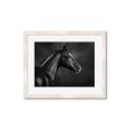 Picture of Black Beauty _GroupedProduct_Rectangle_Landscape_Photography _GroupedProduct_Rectangle_Landscape_Framed_Matted_