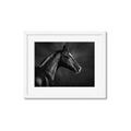 Picture of Black Beauty _GroupedProduct_Rectangle_Landscape_Photography _GroupedProduct_Rectangle_Landscape_Framed_Matted_