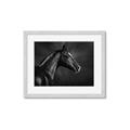 Picture of Black Beauty _GroupedProduct_Rectangle_Landscape_Photography _GroupedProduct_Rectangle_Landscape_Framed_Matted_