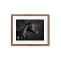Picture of Black Beauty _GroupedProduct_Rectangle_Landscape_Photography _GroupedProduct_Rectangle_Landscape_Framed_Matted_