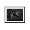 Picture of Black Beauty _GroupedProduct_Rectangle_Landscape_Photography _GroupedProduct_Rectangle_Landscape_Framed_Matted_