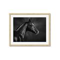 Picture of Black Beauty _GroupedProduct_Rectangle_Landscape_Photography _GroupedProduct_Rectangle_Landscape_Framed_Matted_