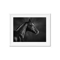 Picture of Black Beauty _GroupedProduct_Rectangle_Landscape_Photography _GroupedProduct_Rectangle_Landscape_Framed_Matted_