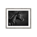 Picture of Black Beauty _GroupedProduct_Rectangle_Landscape_Photography _GroupedProduct_Rectangle_Landscape_Framed_Matted_