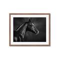 Picture of Black Beauty _GroupedProduct_Rectangle_Landscape_Photography _GroupedProduct_Rectangle_Landscape_Framed_Matted_