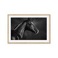 Picture of Black Beauty _GroupedProduct_Rectangle_Landscape_Photography _GroupedProduct_Rectangle_Landscape_Framed_Matted_