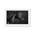 Picture of Black Beauty _GroupedProduct_Rectangle_Landscape_Photography _GroupedProduct_Rectangle_Landscape_Framed_Matted_