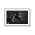 Picture of Black Beauty _GroupedProduct_Rectangle_Landscape_Photography _GroupedProduct_Rectangle_Landscape_Framed_Matted_