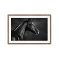 Picture of Black Beauty _GroupedProduct_Rectangle_Landscape_Photography _GroupedProduct_Rectangle_Landscape_Framed_Matted_