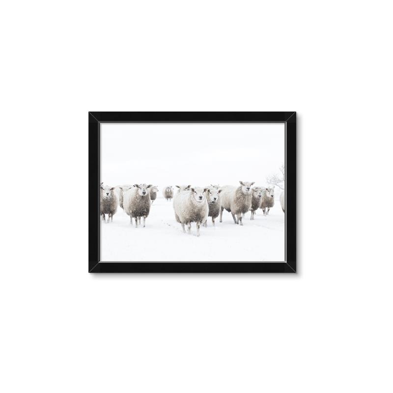 Picture of Sheep Party _GroupedProduct_Rectangle_Landscape_Photography _GroupedProduct_Rectangle_Landscape_Framed_Matted_