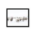 Picture of Sheep Party _GroupedProduct_Rectangle_Landscape_Photography _GroupedProduct_Rectangle_Landscape_Framed_Matted_