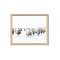 Picture of Sheep Party _GroupedProduct_Rectangle_Landscape_Photography _GroupedProduct_Rectangle_Landscape_Framed_Matted_