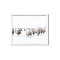 Picture of Sheep Party _GroupedProduct_Rectangle_Landscape_Photography _GroupedProduct_Rectangle_Landscape_Framed_Matted_