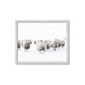 Picture of Sheep Party _GroupedProduct_Rectangle_Landscape_Photography _GroupedProduct_Rectangle_Landscape_Framed_Matted_