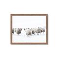 Picture of Sheep Party _GroupedProduct_Rectangle_Landscape_Photography _GroupedProduct_Rectangle_Landscape_Framed_Matted_